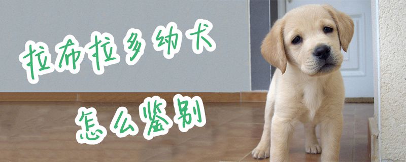 拉布拉多幼犬怎样辨别1