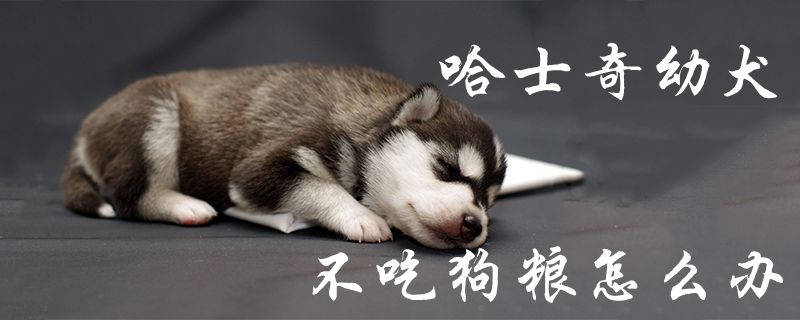 哈士奇幼犬没有吃狗粮怎样办1