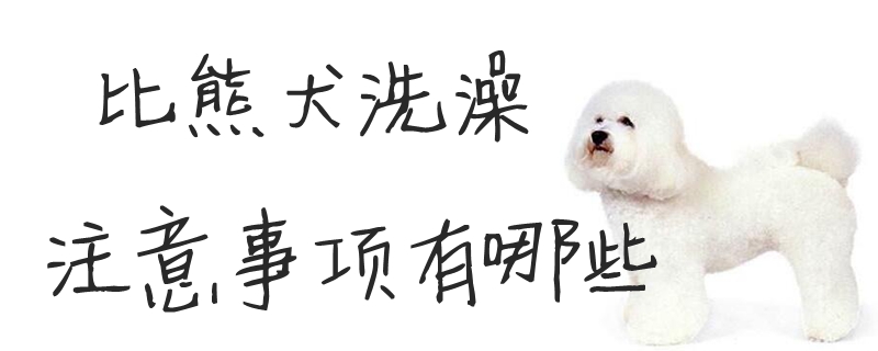 比熊犬沐浴注重事项有哪些