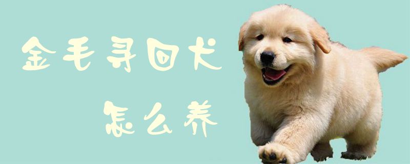 金毛寻回犬怎样养1