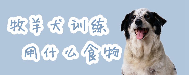 牧羊犬练习用什么食物