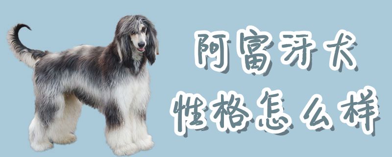 阿富汗犬品格怎样样