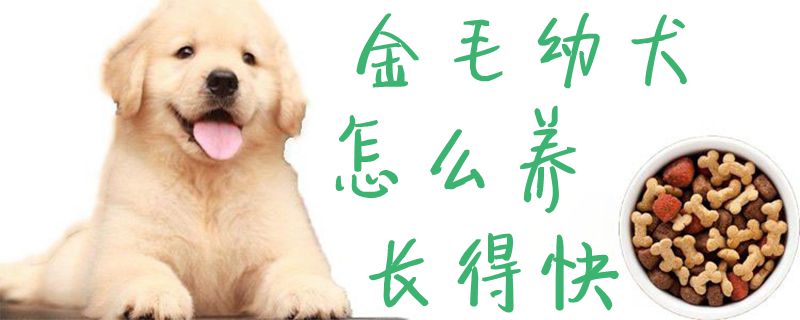 金毛幼犬怎样养长得快1