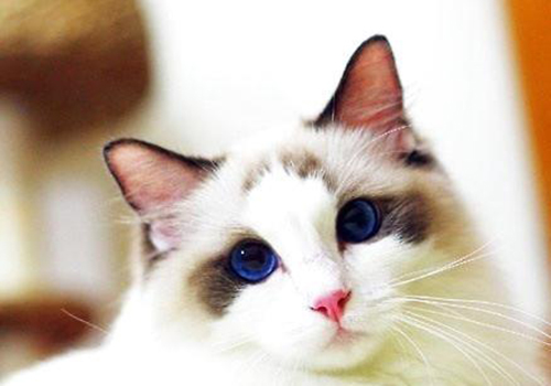 你家的布偶猫有海洋普遍的眼睛么 价钱贵么