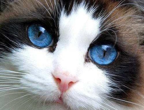 你家的布偶猫有海洋普遍的眼睛么 价钱贵么