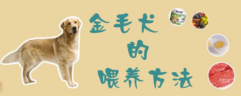 金毛犬的豢养方式1