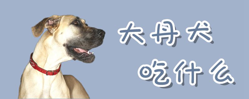 大丹犬吃什么