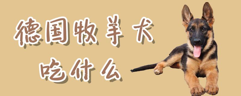 德国牧羊犬吃什么