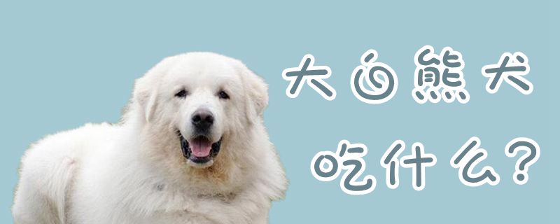 表露熊犬吃什么