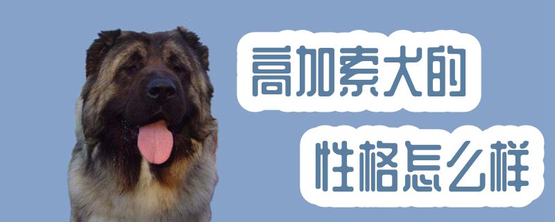 高加索犬的品格怎样样