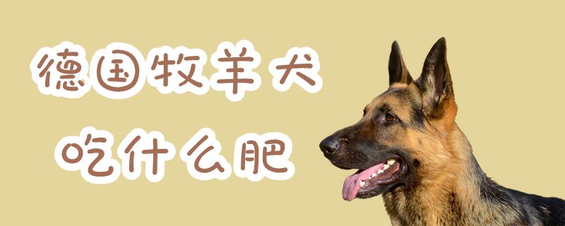 德国牧羊犬吃什么肥