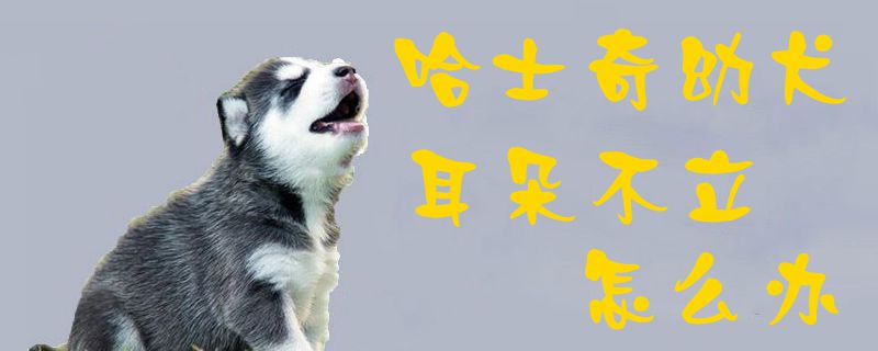 哈士奇幼犬耳朵不立怎样办1