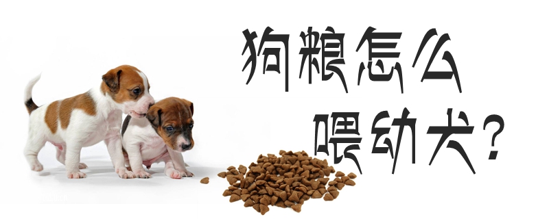 狗粮怎样喂幼犬