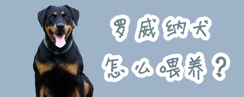 罗威纳犬怎样豢养