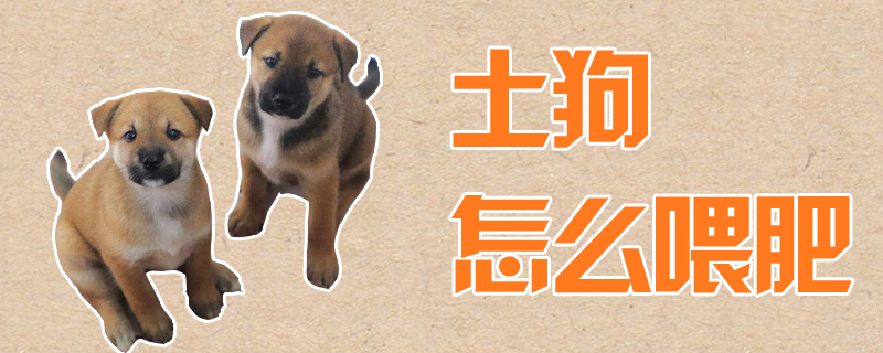 土狗怎样喂肥