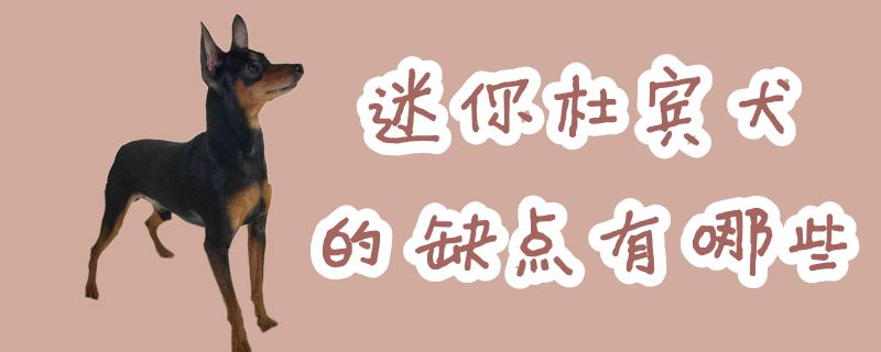 迷你杜宾犬的缺陷有哪些