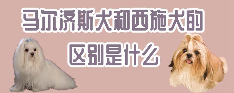 马我济斯犬和西施犬的辨别是什么