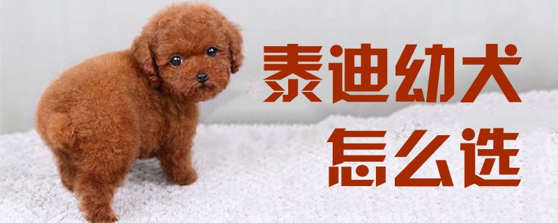 泰迪幼犬怎样选2