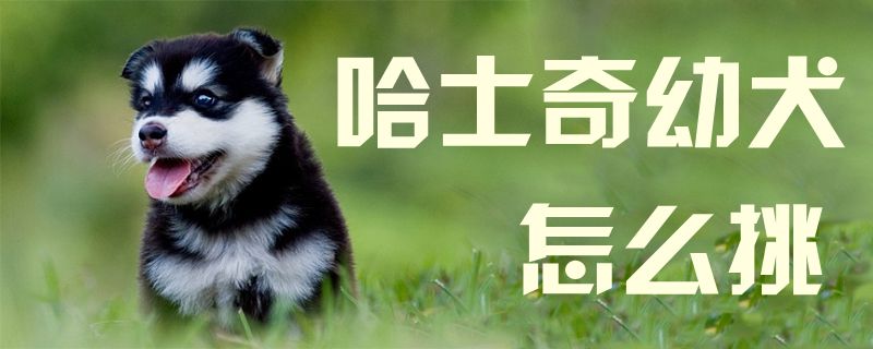 哈士奇幼犬怎样挑1