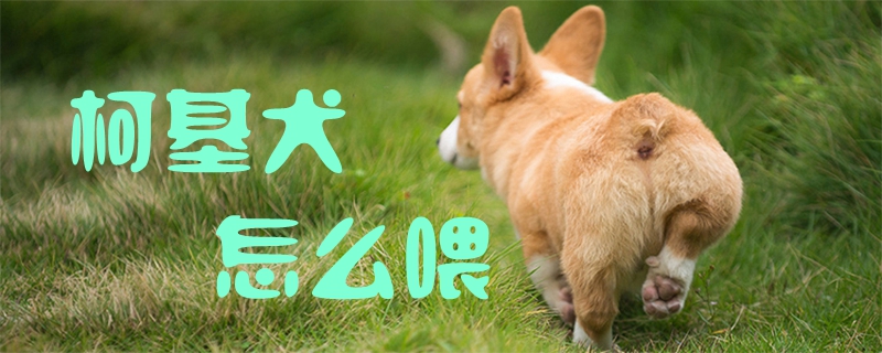 柯基犬怎样喂1