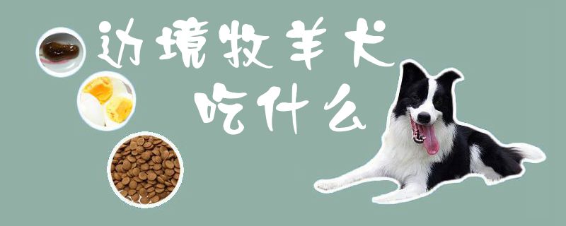 边疆牧羊犬吃什么1