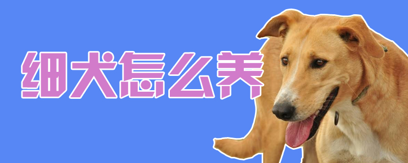 细犬怎样养