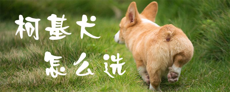 柯基犬怎样选1