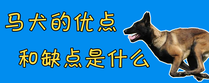 马犬的便宜和缺陷是什么