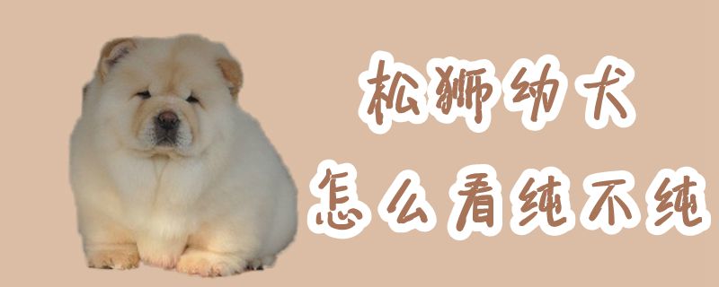 松狮幼犬怎样瞅纯没有纯