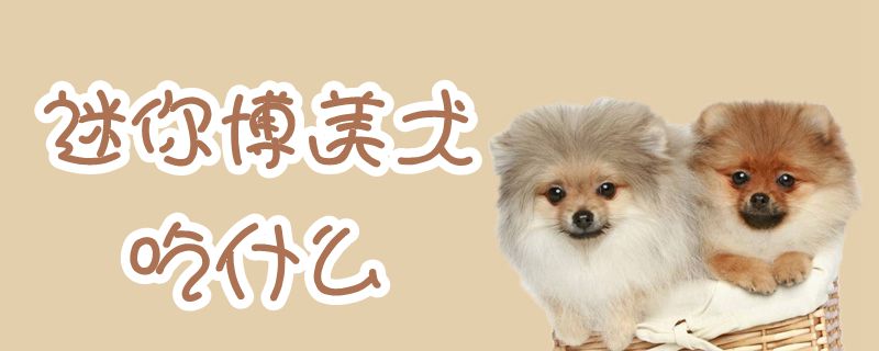 迷你博美犬吃什么