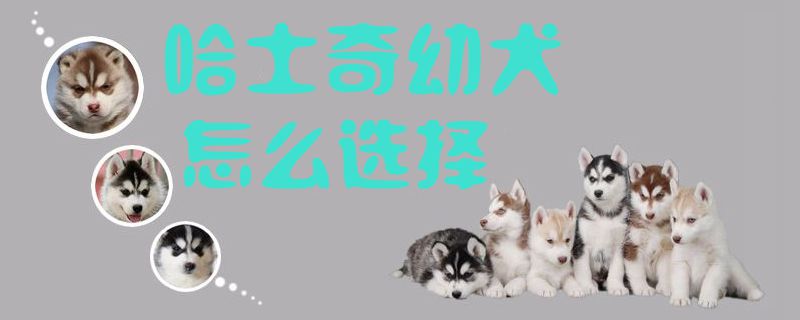 哈士奇幼犬怎样采用1