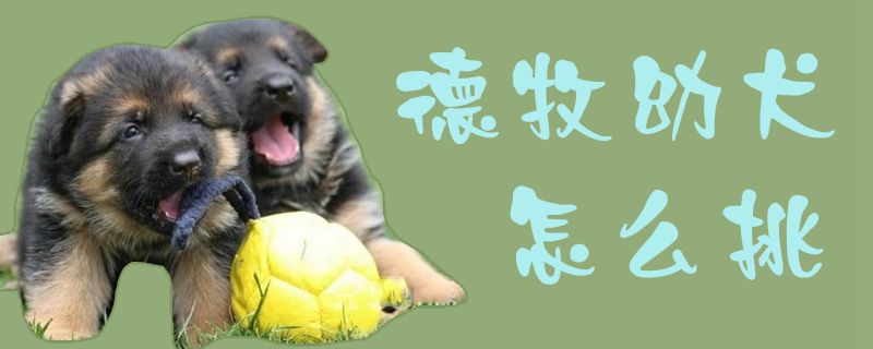 德牧幼犬怎样挑1