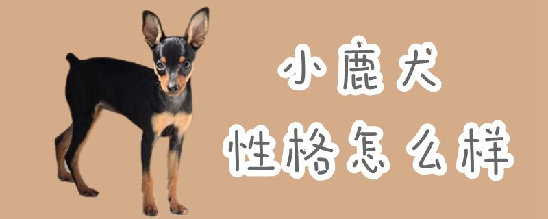 小鹿犬品格怎样样