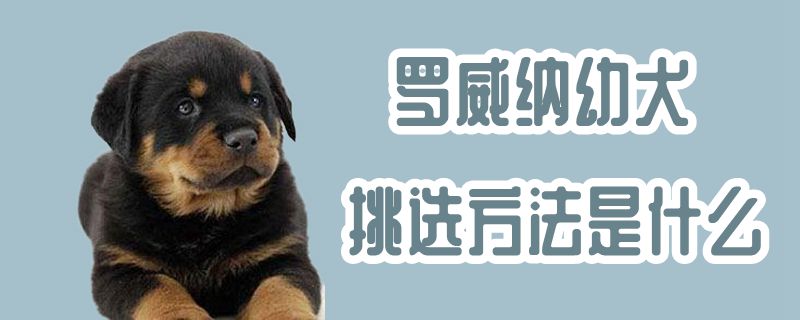 罗威纳幼犬选择方式是什么