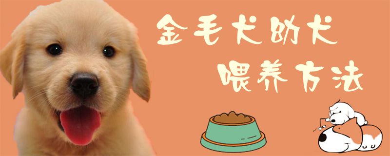 金毛犬幼犬豢养方式1