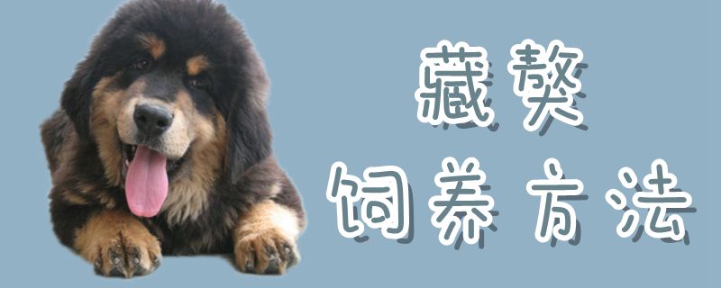 躲獒豢养方式