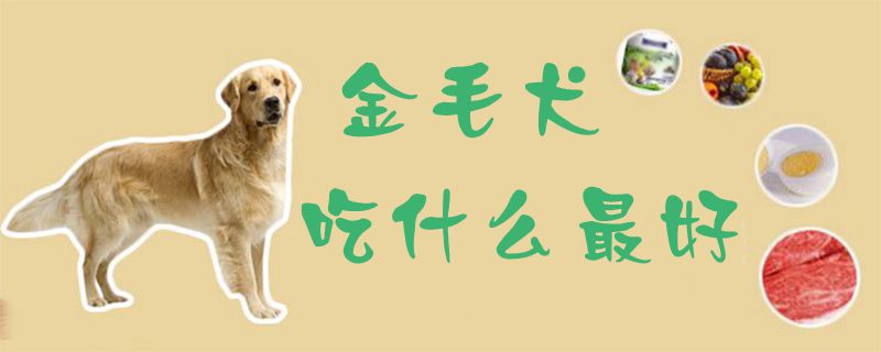 金毛犬吃什么最佳1