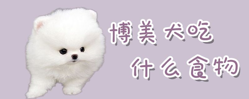 专美犬吃什么食物