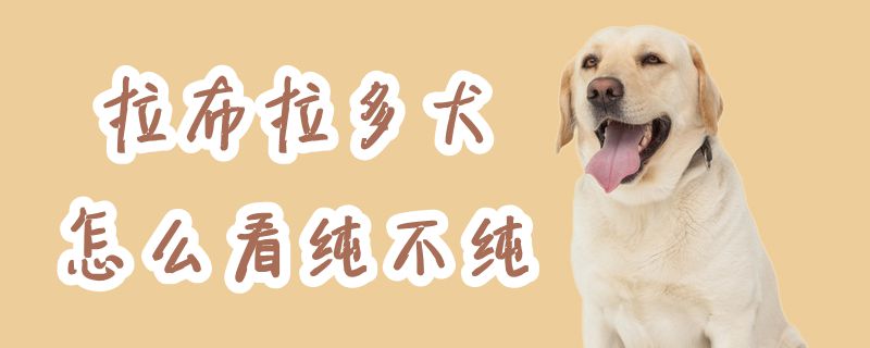 拉布拉多犬怎样瞅纯不纯