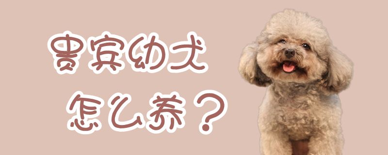 客人幼犬怎样养