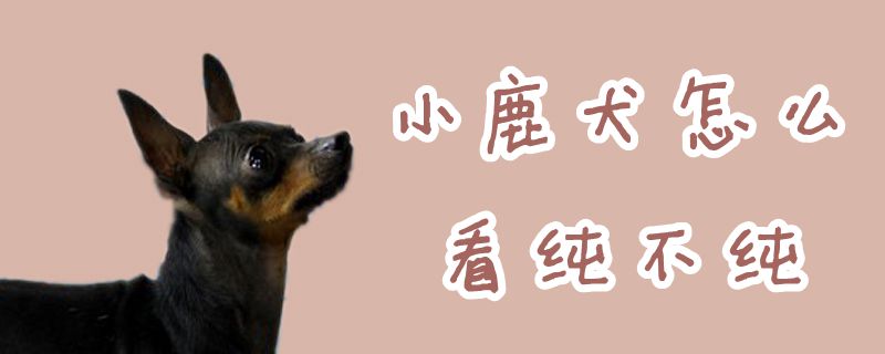 小鹿犬怎样瞅纯不纯