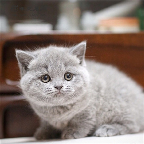 英短蓝猫对于主人诚恳吗? 英短蓝猫寿命有多长?