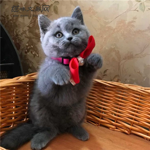 英短蓝猫对于主人诚恳吗? 英短蓝猫寿命有多长?