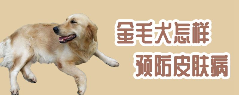 金毛犬何如防止皮肤病