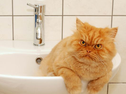 谁说猫猫不爱沐浴的？第一次给波斯猫沐浴超省心