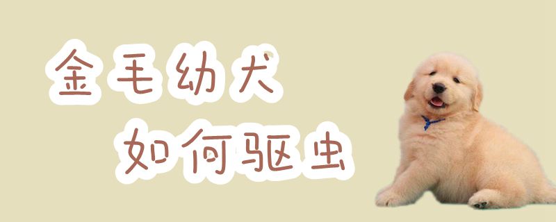 金毛幼犬怎么样驱虫