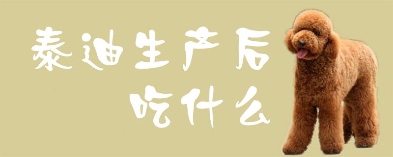 泰迪消费后吃什么1