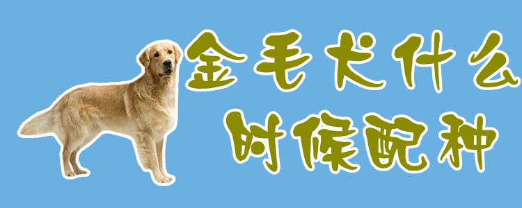 金毛犬什么时间配种1