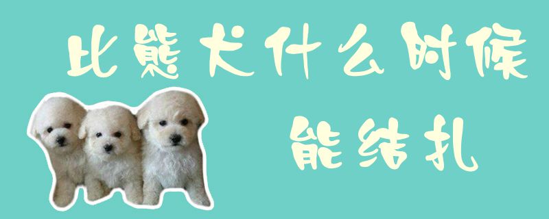 比熊犬什么时间能结扎1