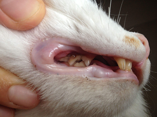 猫的牙齿变黄怎样办？